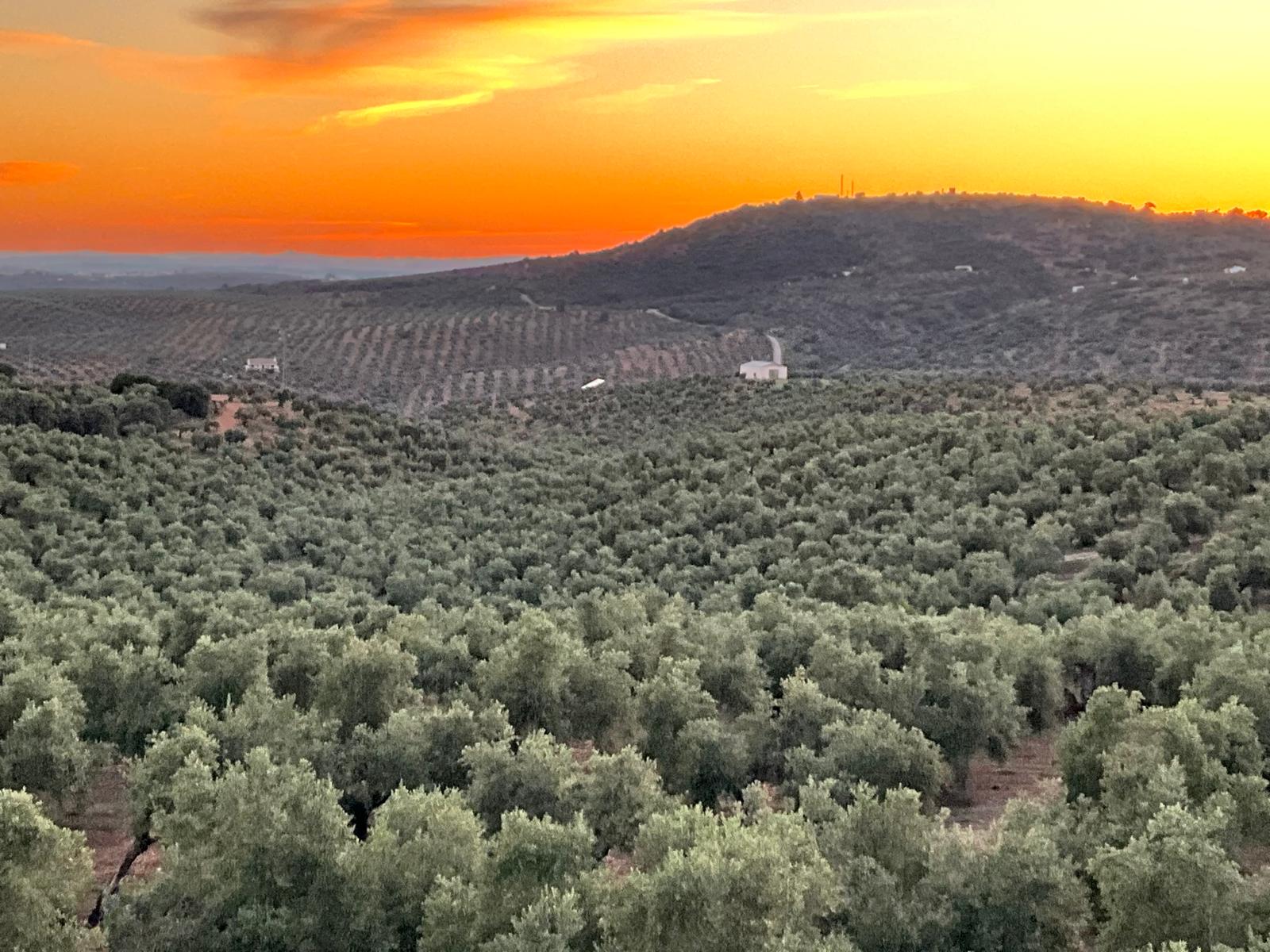 Olivar en Montoro